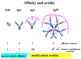 avidity