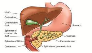 biliary