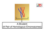 bivalent