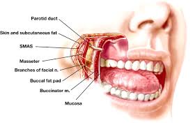 buccal