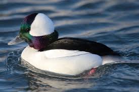 bufflehead