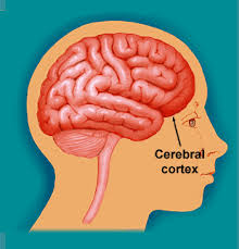 cerebral