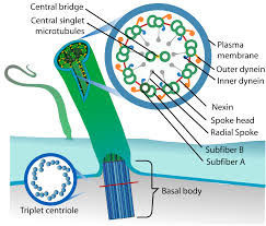 cilium