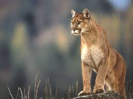 cougar