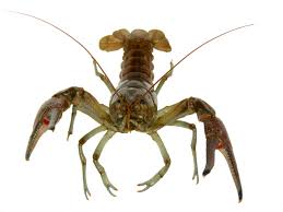 crayfish