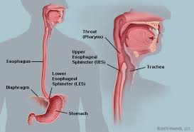 esophagus