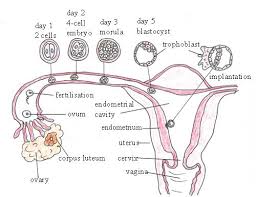 fertilisation