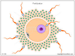 fertilization