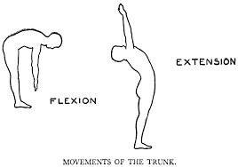 flexion