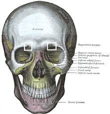 foramen