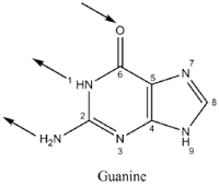 guanine