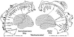 homunculus