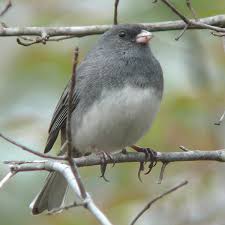 junco