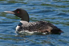 loon