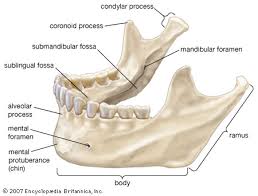 mandible