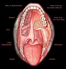 mastication