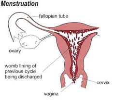 menstruation