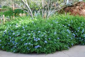 plumbago