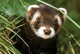 polecat