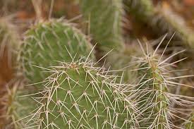 prickly