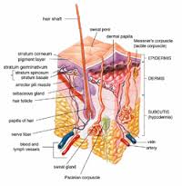 sebaceous