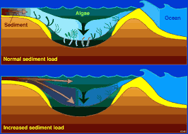 sedimentation