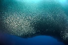 shoal