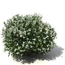 shrub