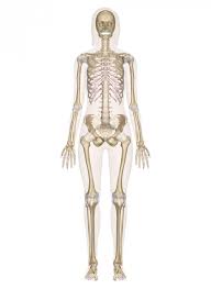 skeletal