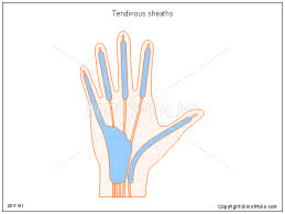 tendinous