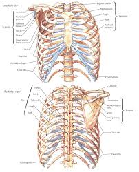 thorax