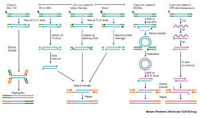 transposition