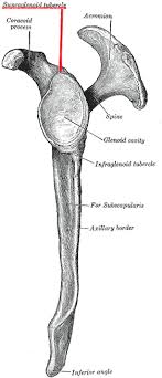 tubercle