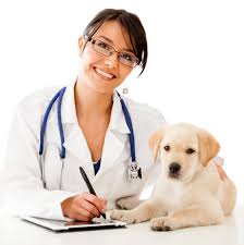 veterinarian