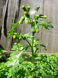 groundsel