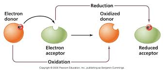 redox
